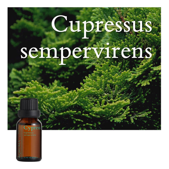 Cypress 100% Pure Essential Oil - 15ml
